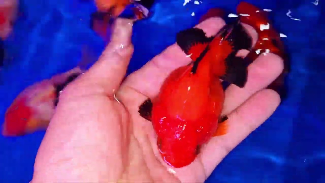 Cá cảnh dễ nuôi, oranda hoa lan, cá koi tuyển chọn 