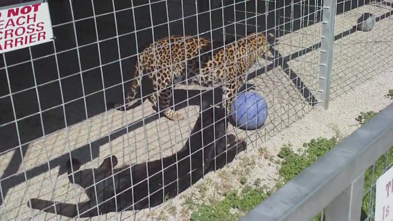 Visit to GW Exotic Animal Park