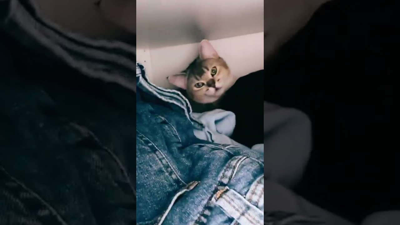 🥰 #pepe🤎 #sorryforthemess #verstecken #kitten #baby #bkh #cat #catsoftiktok #catlover #sweet #meow