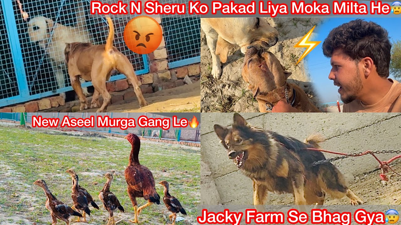 Rock Or Sheru Ka Panga Hogya😨Moka Milta He Pakad Liya Rock N😰Farm Par New Aseel Murga Gang Ki Entry 