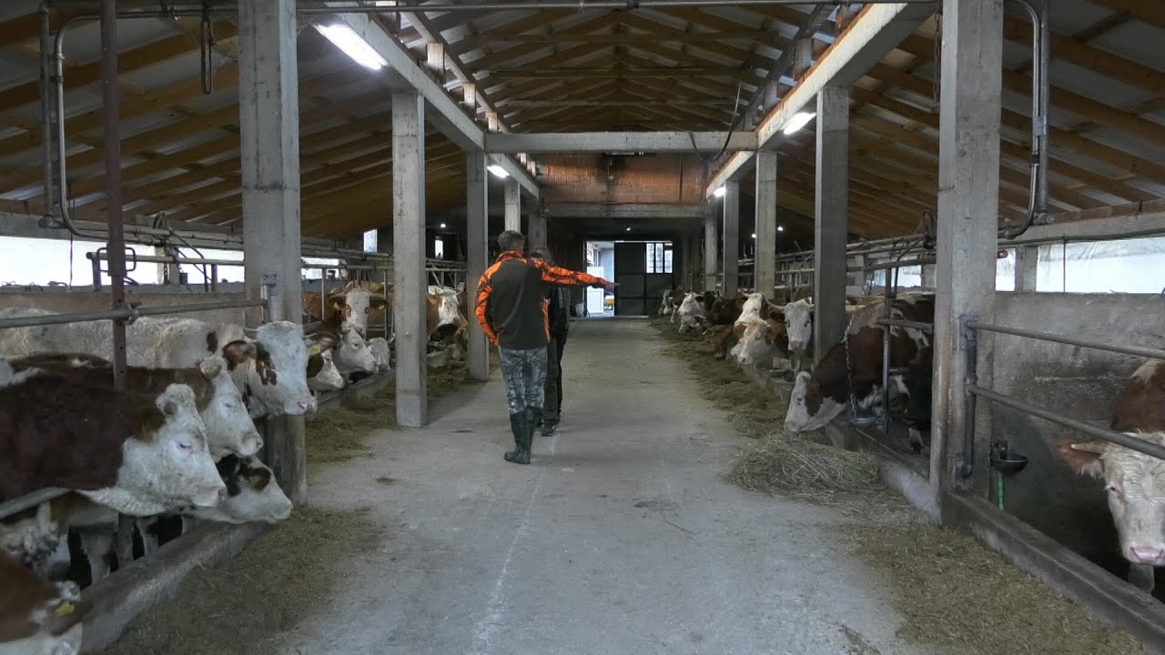 - MUZNE KRAVE I TOVNA JUNAD, FARME ALAGIĆ U SRCU SANE