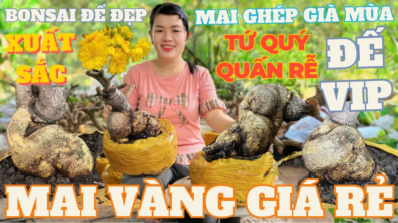 28-01 KIỀU XUÂN Giao Lưu Mai Vàng Giá Rẻ, Mai Ghép Gốc Nhớt Già Mùa Đế Đẹp Giá Rẻ • THÀNH TRỌNG LÊ
