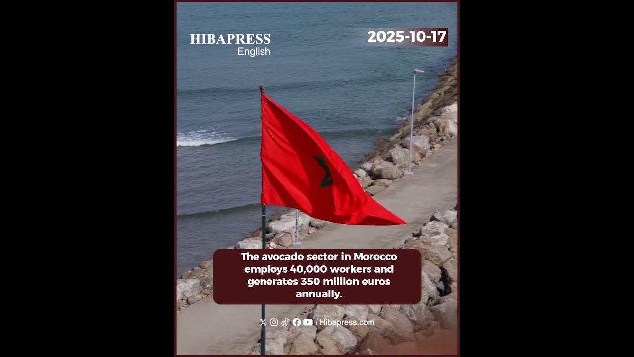 The avocado sector in Morocco employs 40,000 workers and generates 350 million euros annually