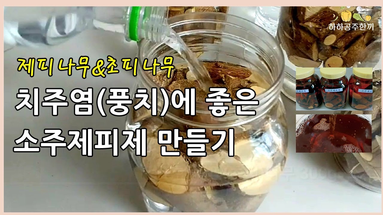 제피나무 초피나무로 치주질환에 좋은 천연가글 소주제피제 제피나무 담금주 만들기