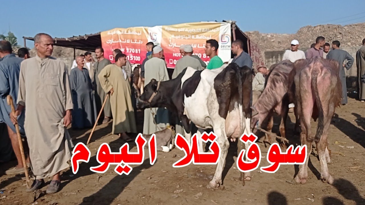 الان من سوق البقر اليوم أعرف اسعار البقر اليوم في سوق تلا بمحافظة المنوفيه