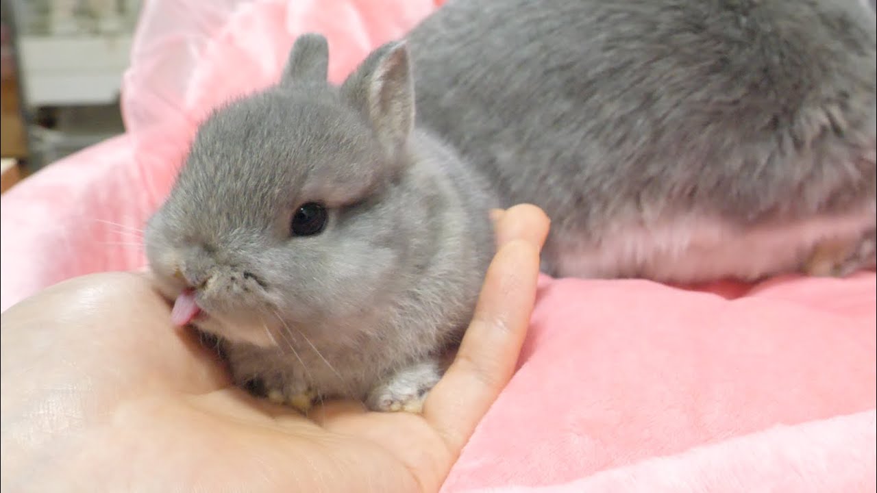 「趣味は人の手を舐めることです」