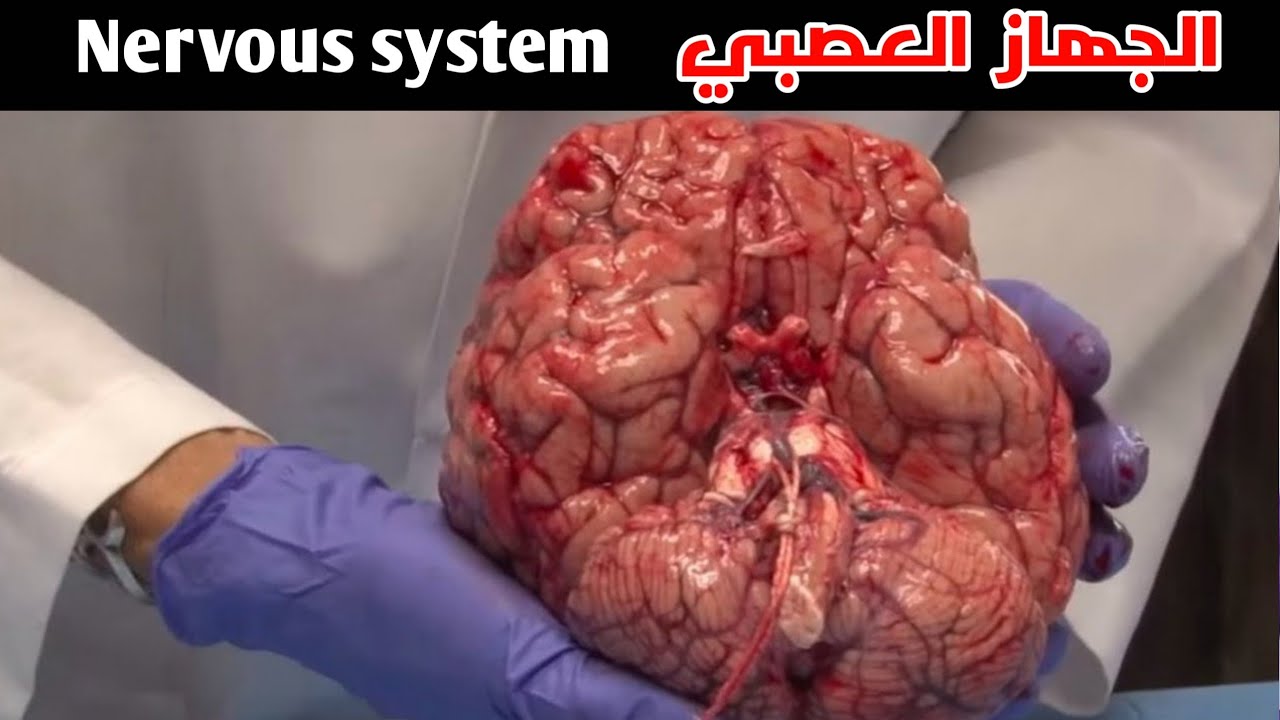 رحلة داخل جهازك العصبي _ A Journey Through Your Nervous System