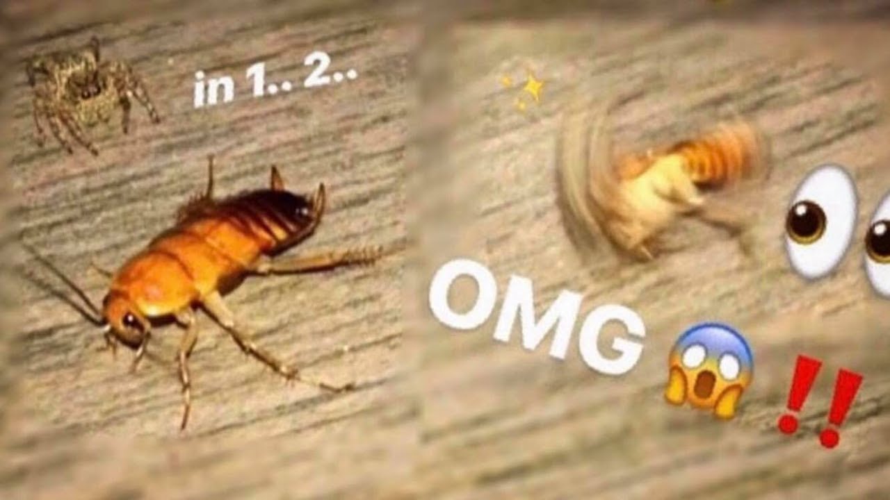 Tiny SPIDER wanted to EAT my SCORPION so I gave it a HUGE cockroach !!!