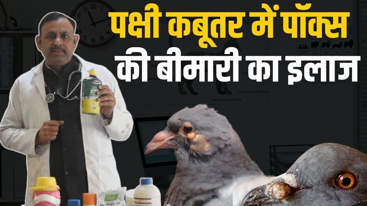 पक्षी कबूतर में पॉक्स की बीमारी का इलाज | Pigeon Pox treatment | Dr Nagender Yadav