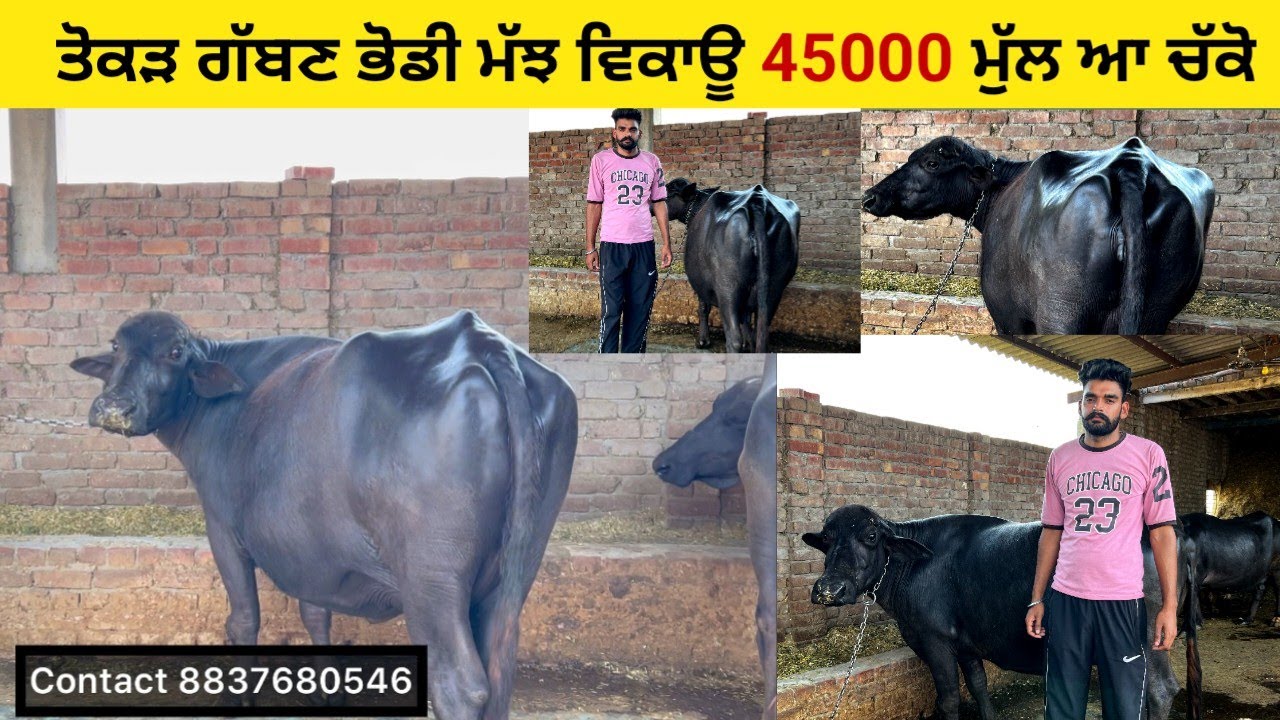 ਘਰੇਲੂ ਵੀਰ ਕੋਲ ਤੋਕੜ ਗੱਬਣ ਮੱਝ ਵਿਕਾਊ। ਬਿਨਾਂ ਸਿੰਗਾ ਤੋਂ ਭੋਡੀ ਮੱਝ। ਪਿੰਡ ਸੁਰਸਿੰਘ। ਪੱਟੀ ਤਰਨਤਾਰਨ