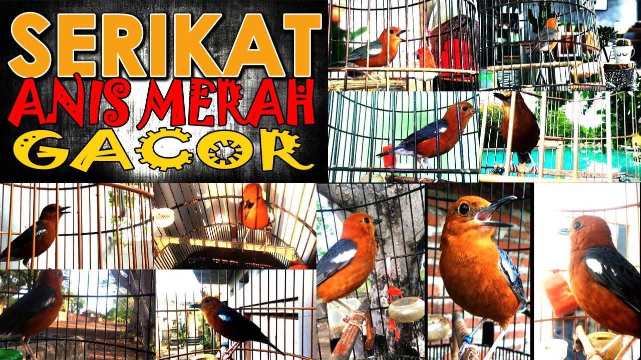 Serikat ANIS MERAH Gacor EXTREAM Membuat Burung Tambah Buka Paruh & Teler Ngotot Terapi Mental JOS.
