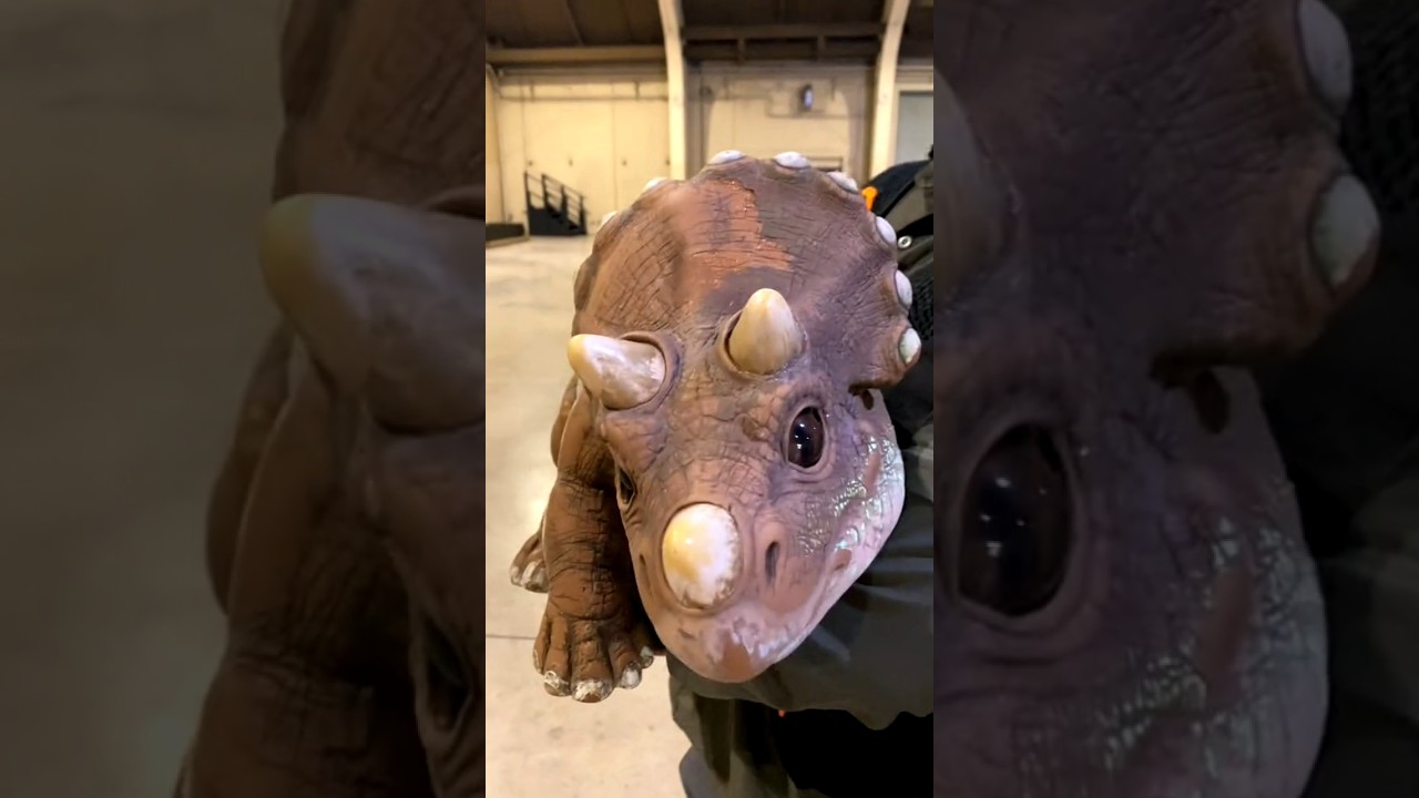 before and after animal transformation 