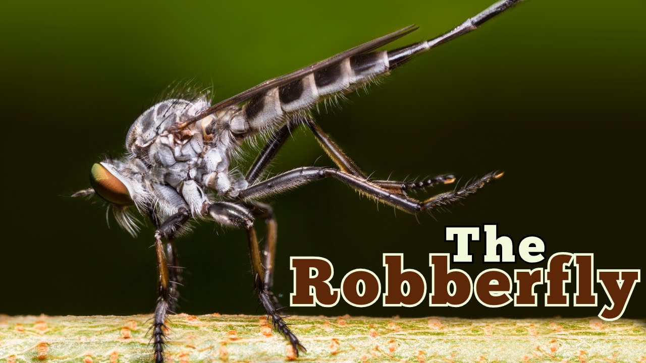 The Robber Fly: An Aerial Predator