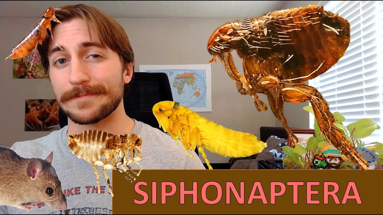 Siphonaptera: The Fleas - Order Spotlight