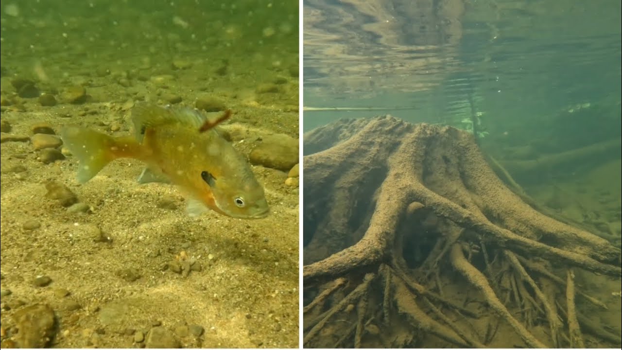 Snorkeling in Tunkhannock, PA