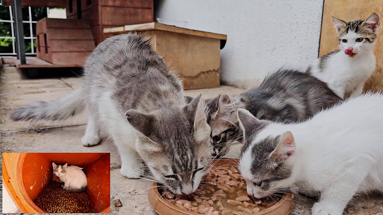 Мама-кошка привела своих котят в самое безопасное место, которое она знала