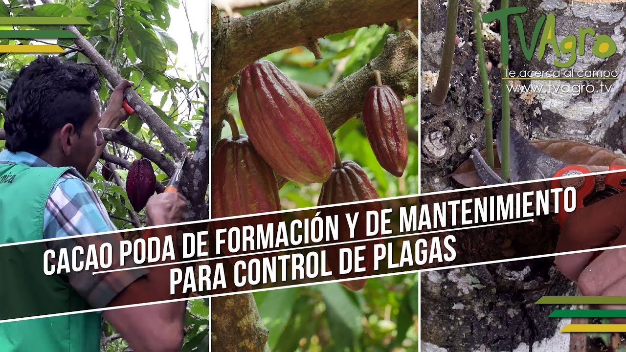 Cacao: Poda de Formación y de Mantenimiento Para Control de Plagas- TvAgro por Juan Gonzalo Angel