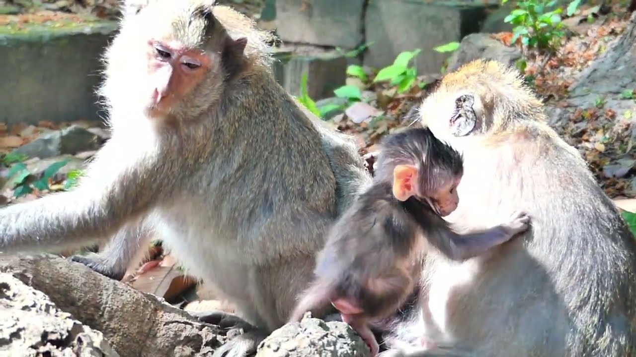 Reaching for each family monkey,