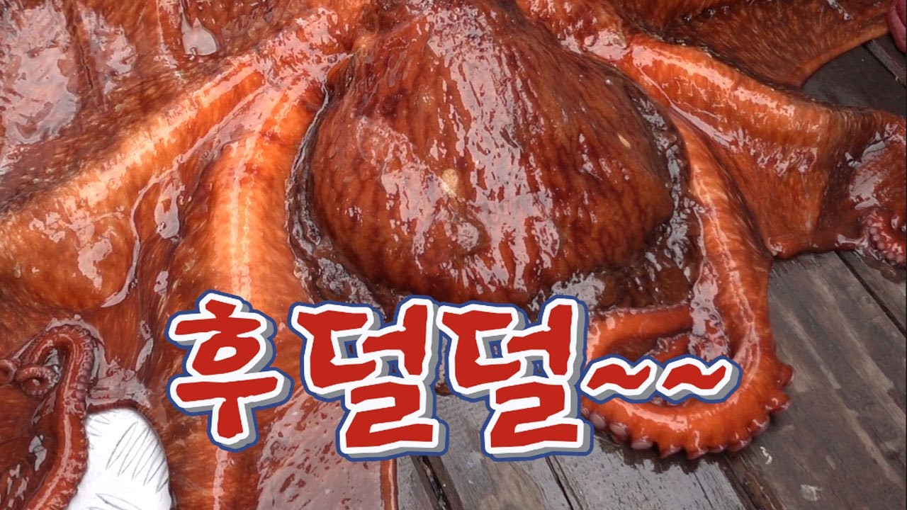 엄청난 공격성 !!!동해안 괴물들이 낚시로 막 올라온다!! / The fishing novice caught the giant octopus.