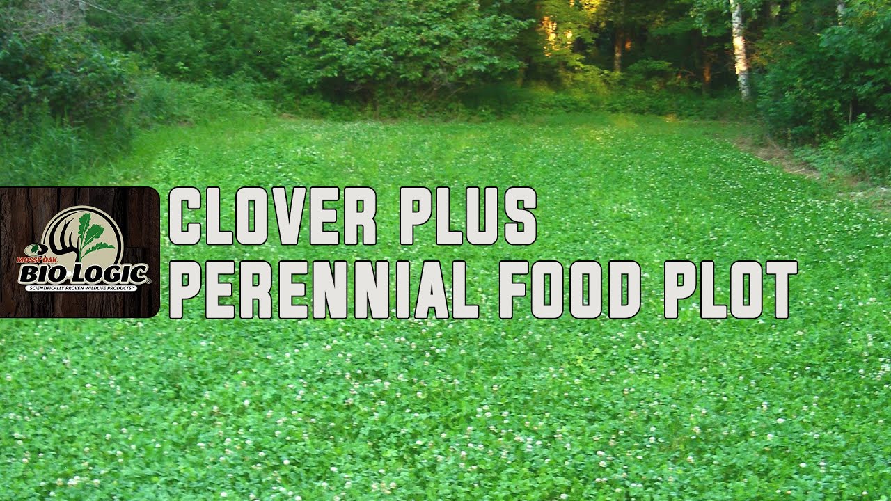 Clover Plus | Perennial Food Plot