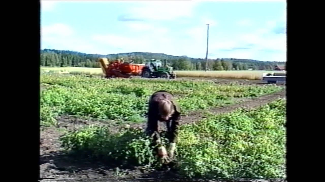 Arkistojen aarteita: Koetila 1963-2013