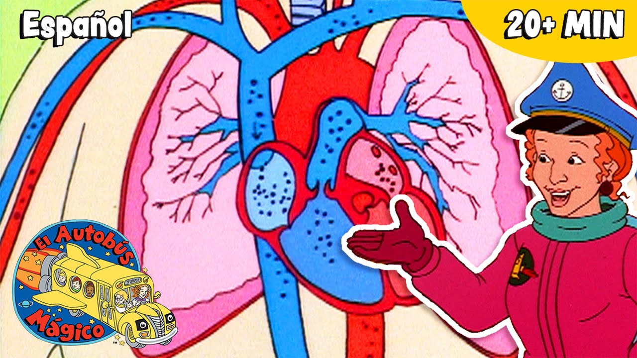 Cómo funciona el cuerpo humano | Ciencia para niños | El Autobús Mágico
