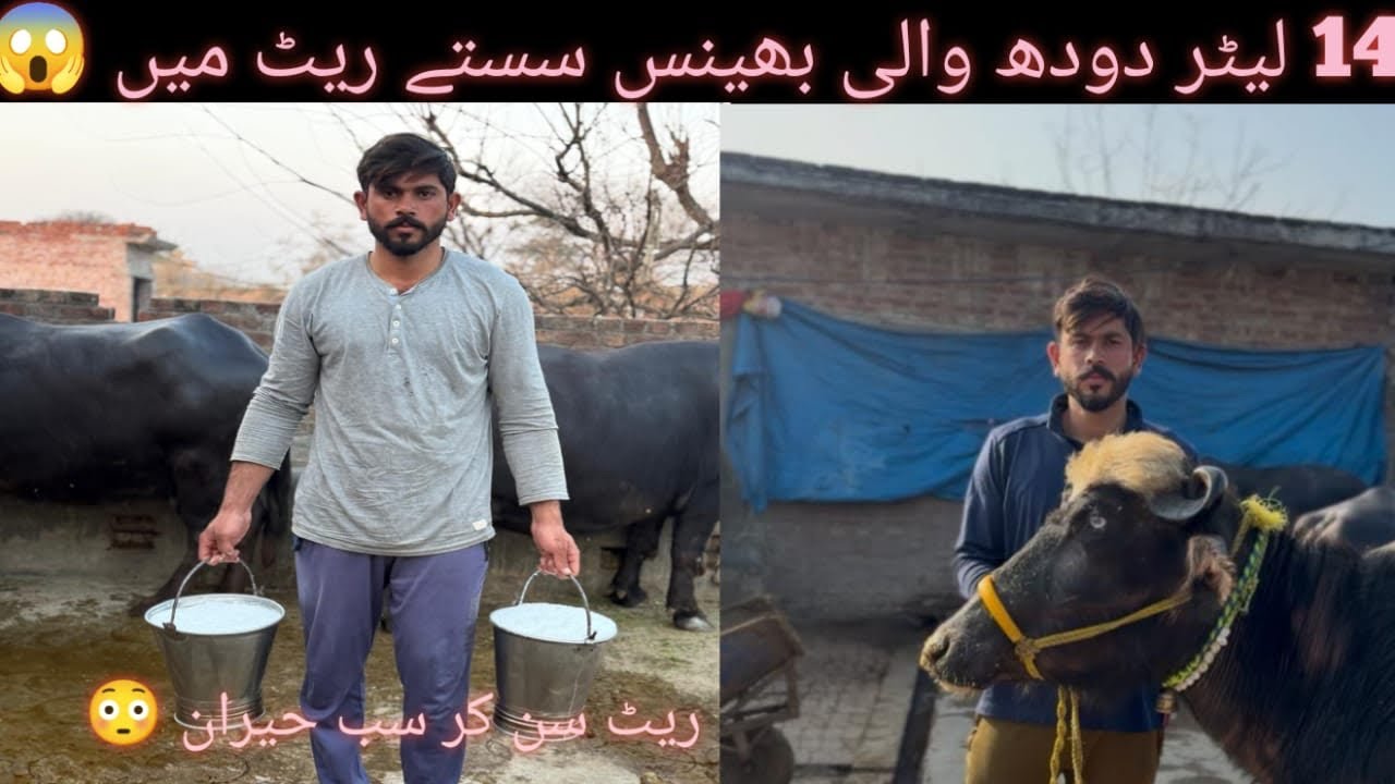 #viral  video # farming #dera haji da #￼