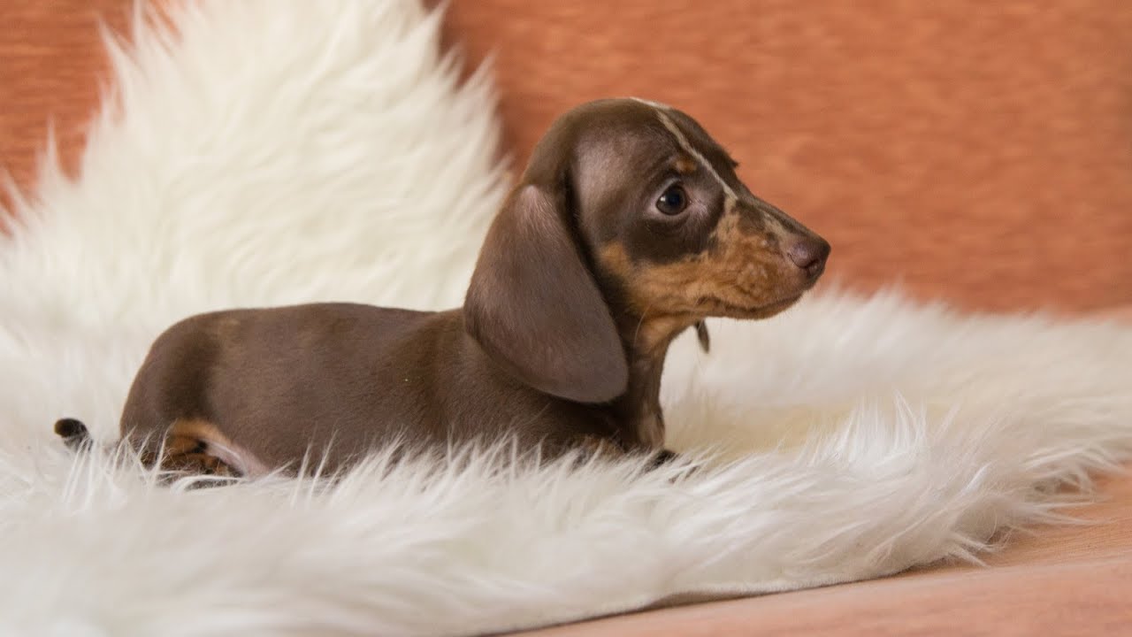 Bad Dachshund