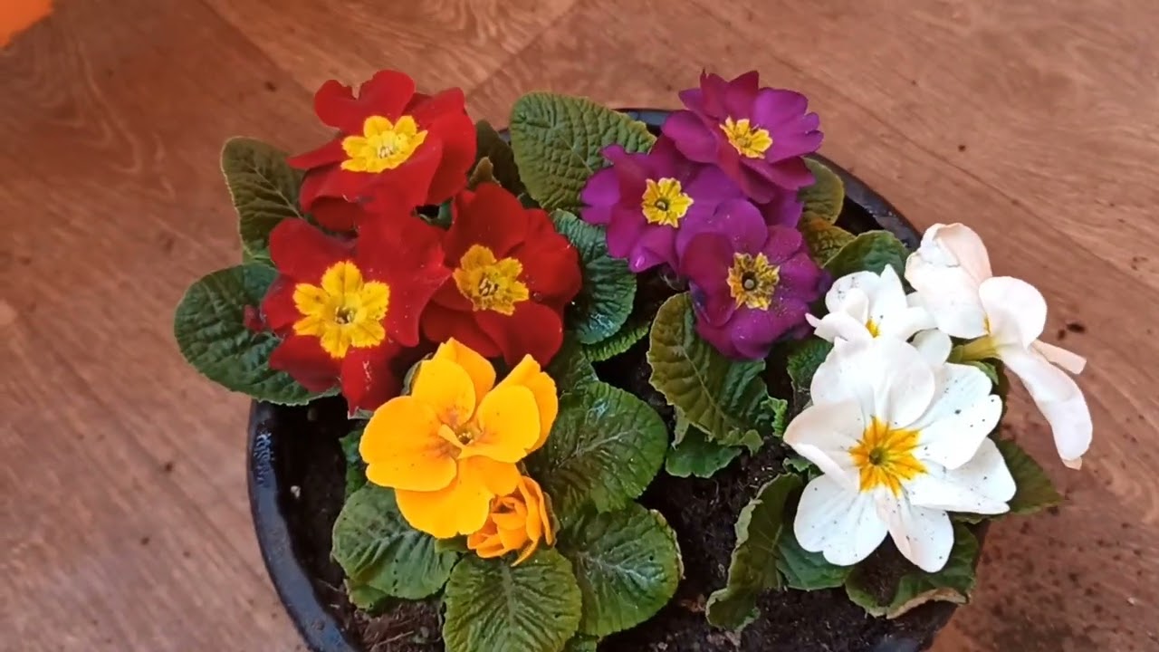 #primula haqqında her şey#primulanin baxımı,sulanması,artırılması. #A-dan Z-ye cuha cicegi