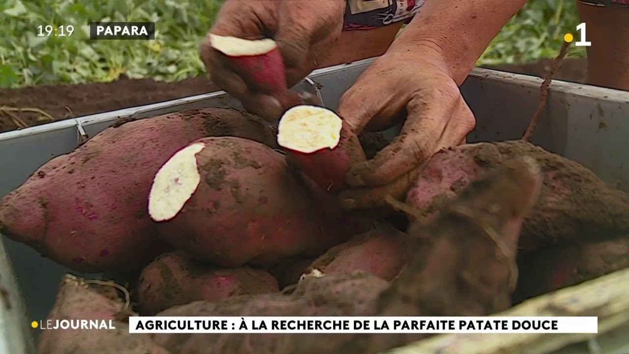 À la recherche de la patate douce qui a le plus de... patate