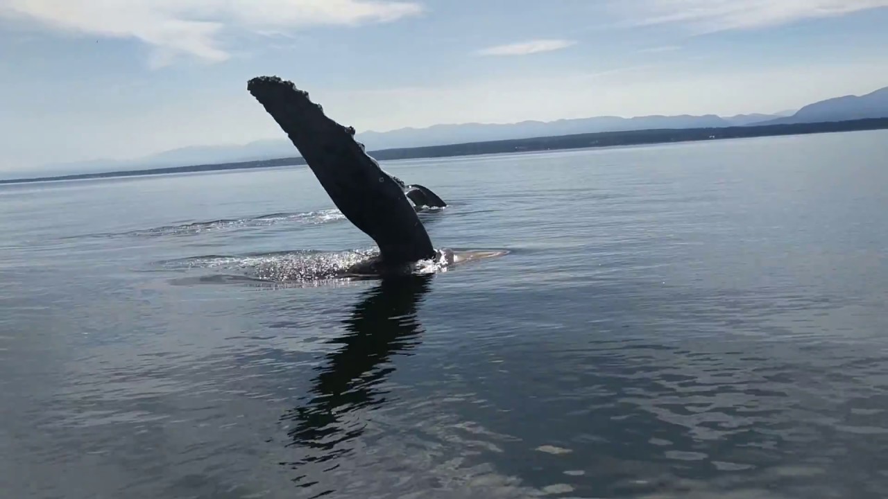 Humpbacks Rub the Bottom of my Boat. A little SCARY!!