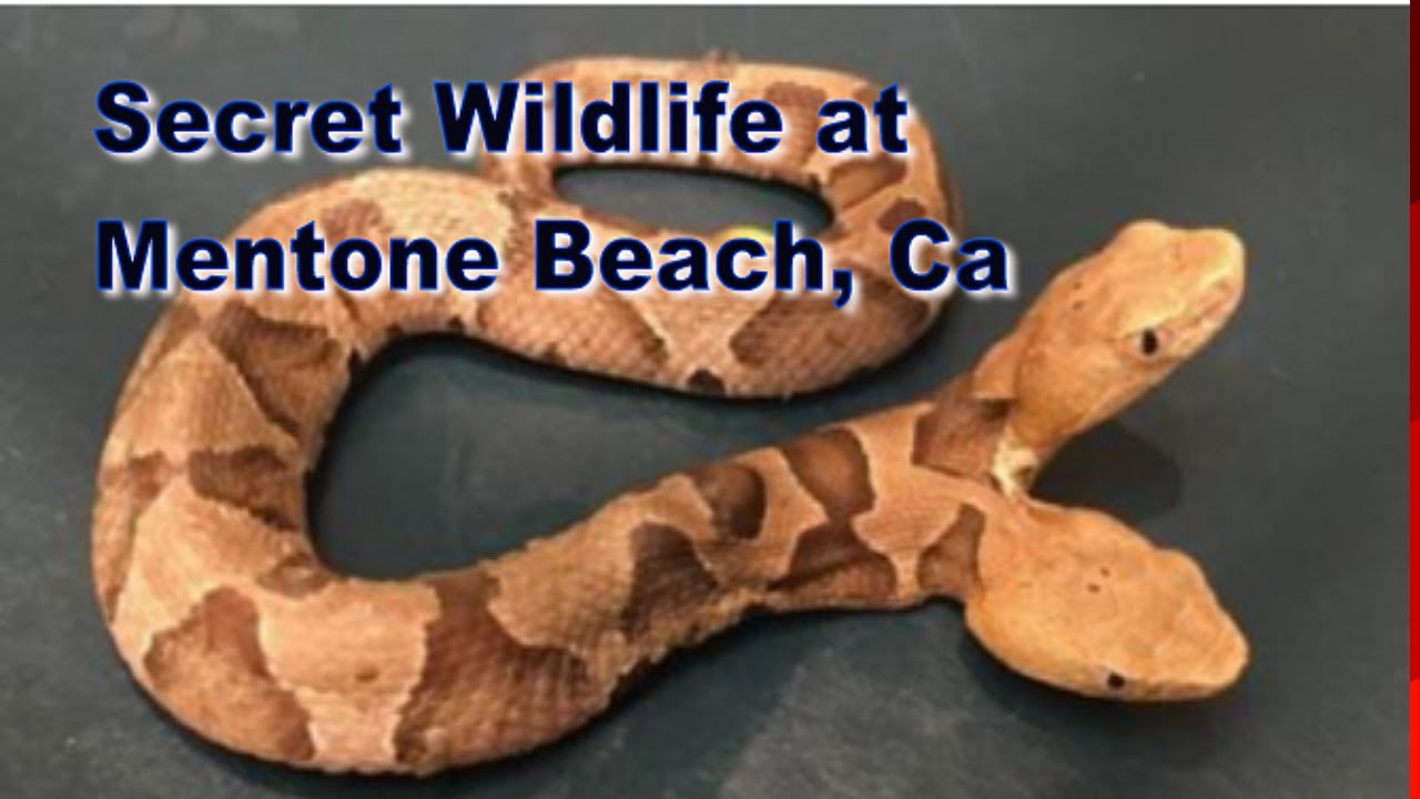 Secret wildlife at Mentone Beach
