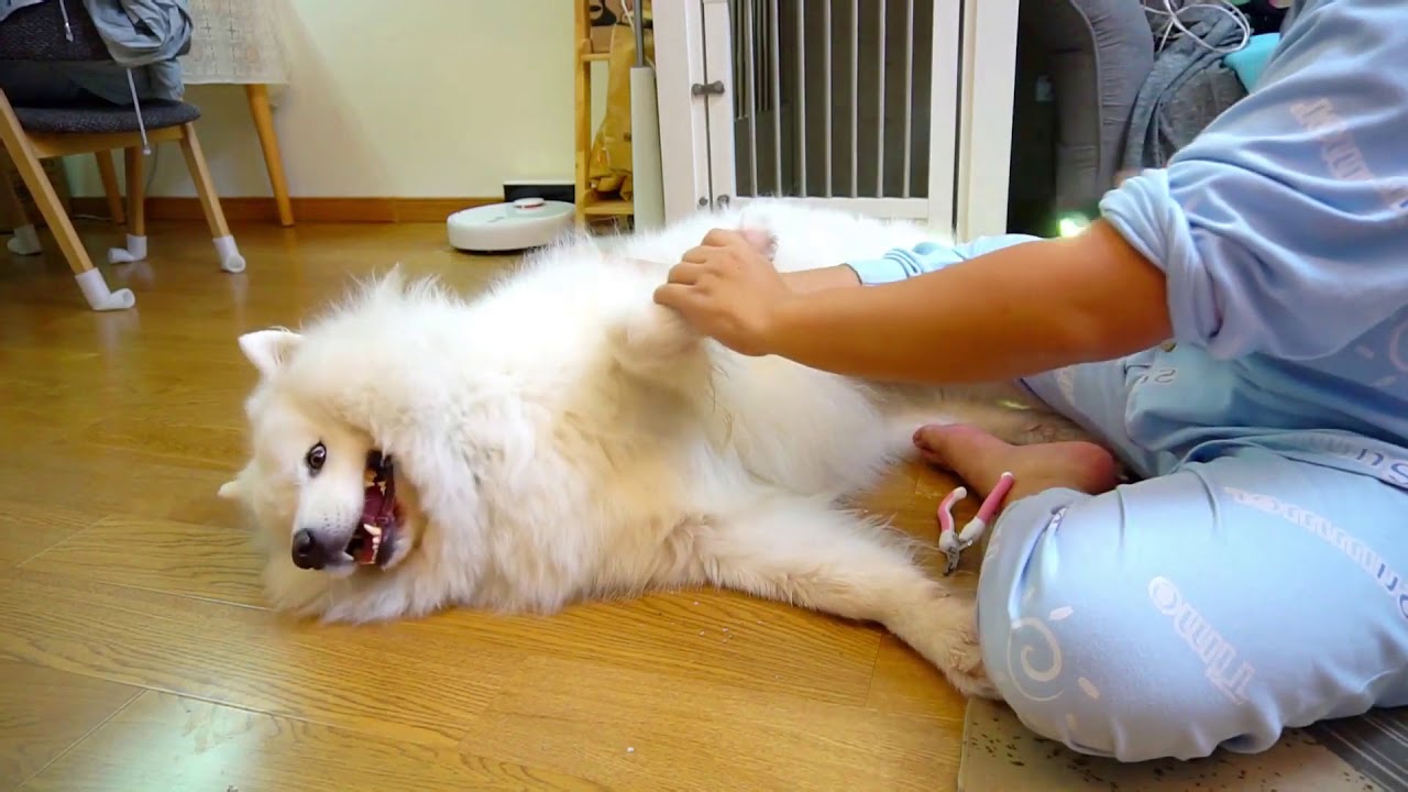 How to Trim Your Dog's Nails at Home - I Show U