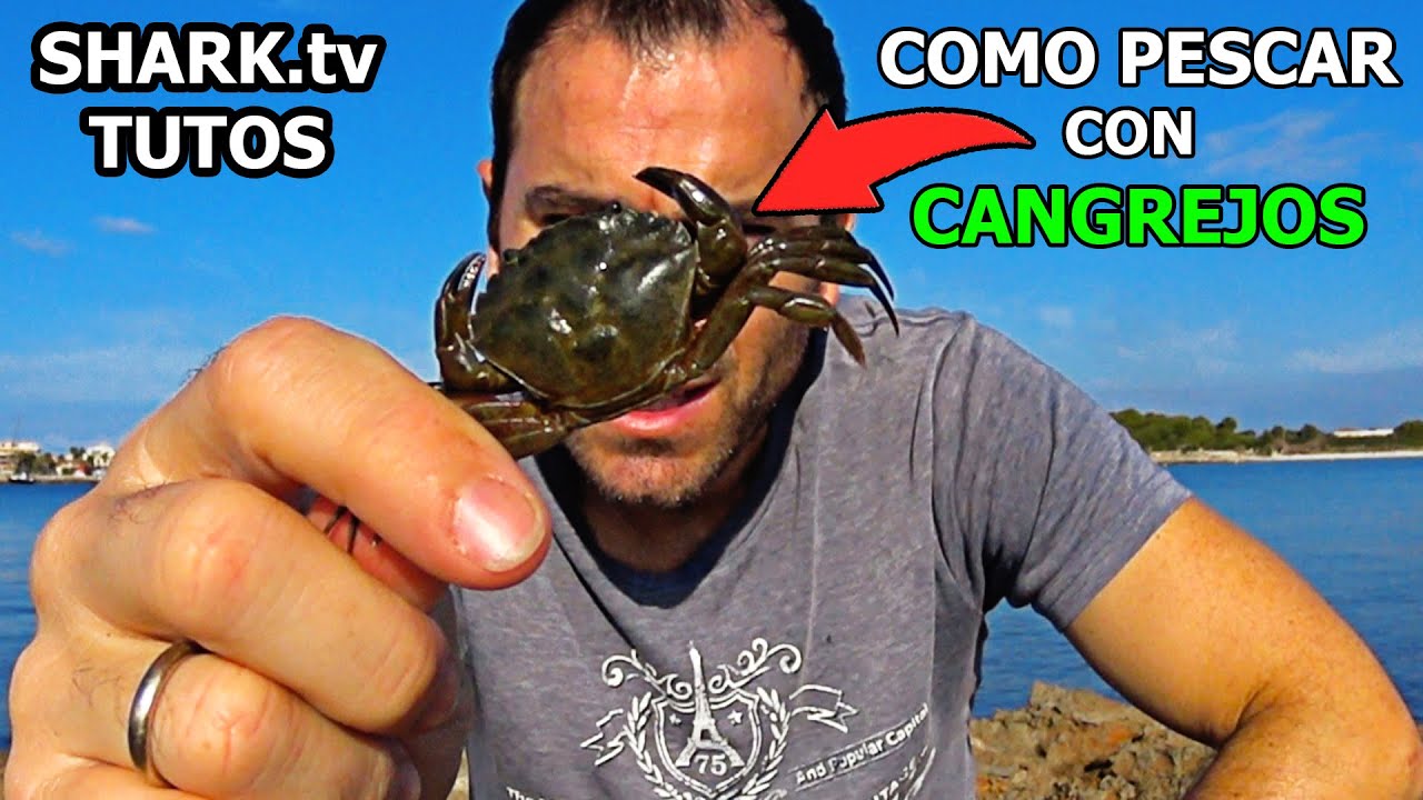 Como PESCAR con CANGREJOS🦀MONTAJES/TRUCOS/EJEMPLO PRÁCTICO [cada MAESTRILLO con su📕LIBRILLO #cap1]