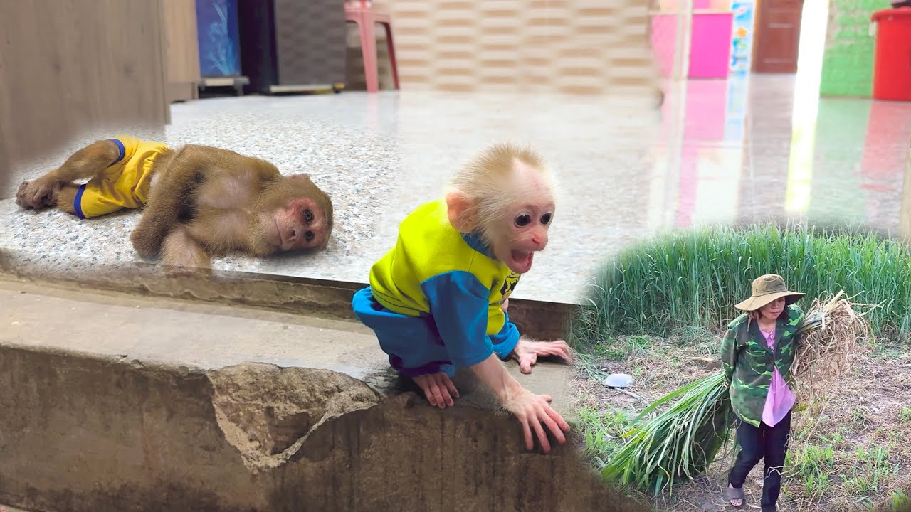 So Touching 🥺 Baby Monkey Quickly Calls Mom When CUTIS Feels Unwell