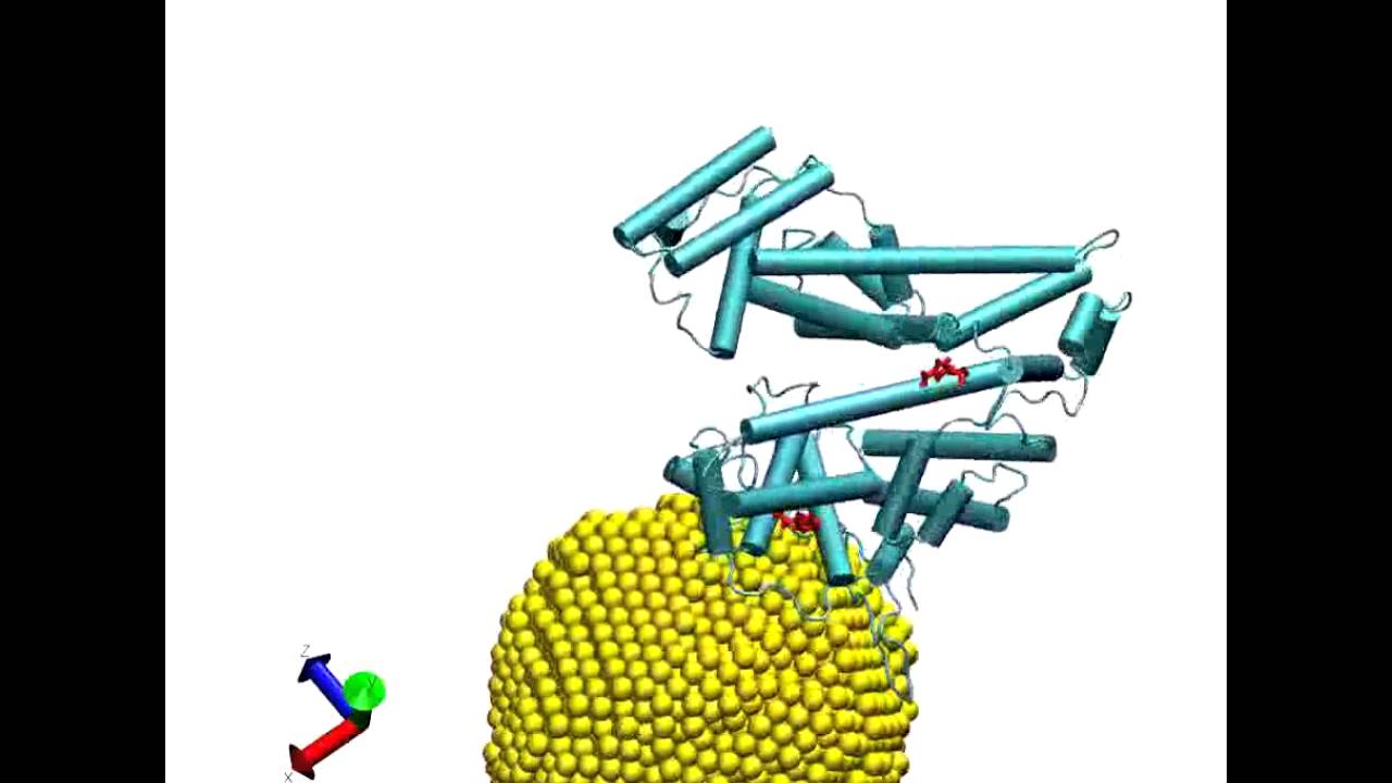 Albumin-coated SPIONs: an experimental and theoretical evaluation of...