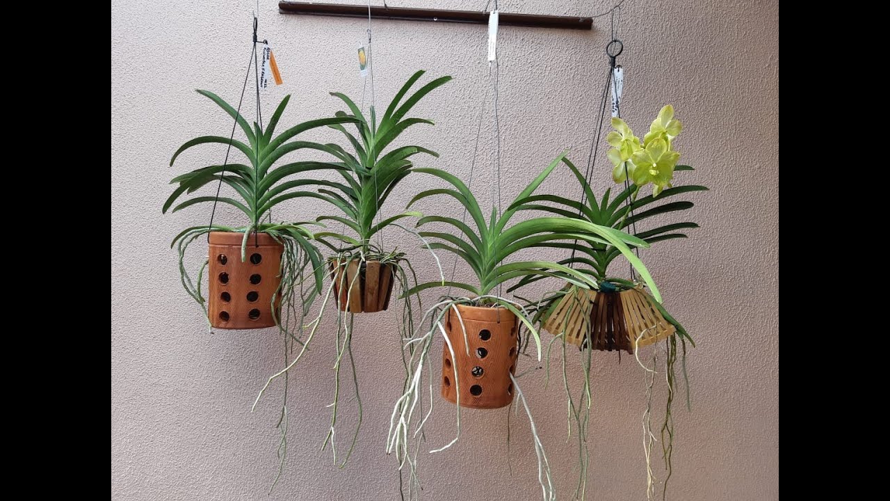 Replante de Vandas.