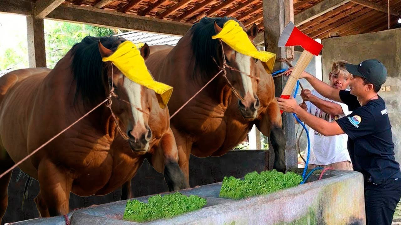 THIS HORSE WAS COLLAPSING… THE FOUL ODOR SHOCKED VETS!
