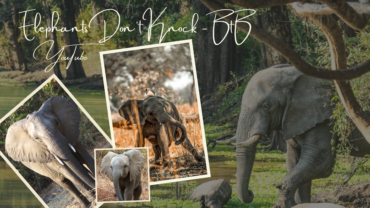 Elephants Don't Knock