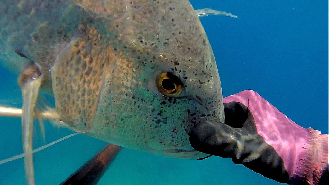 agaşon tekniği sinarit avı, dentex, spearfishing dentex, zıpkınla balık avı, zıpkın avı, balık avı