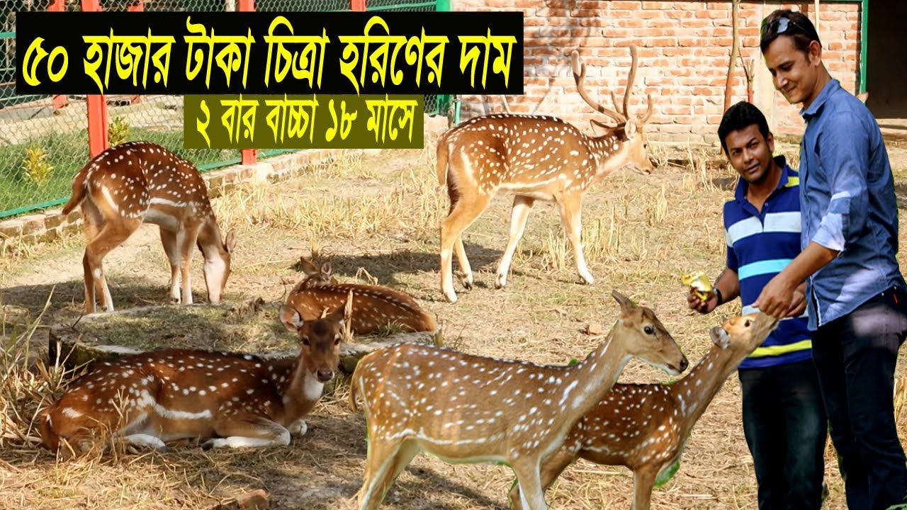 সহজ পদ্ধতিতে হরিণ পালন ও লাইসেন্স প্রক্রিয়া A to Z - বাণিজ্যিক হরিণের খামার - Deer Farm Bangladesh
