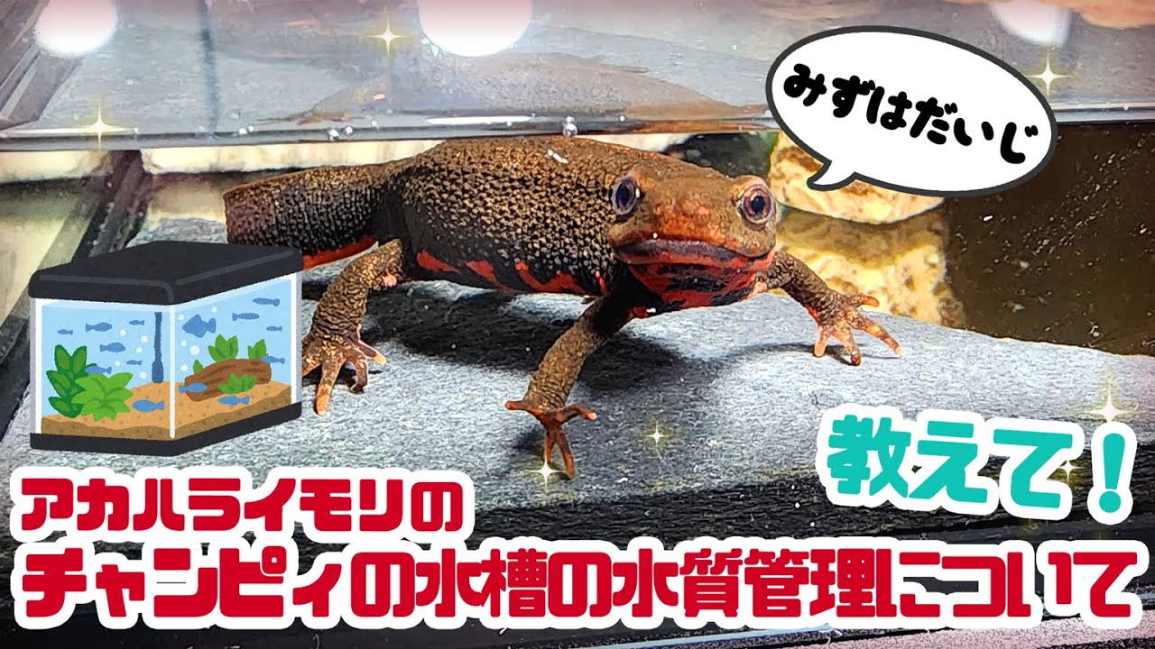 【解説】アカハライモリの水槽の水質管理について #ゆっくりアカハライモリ日記 114
