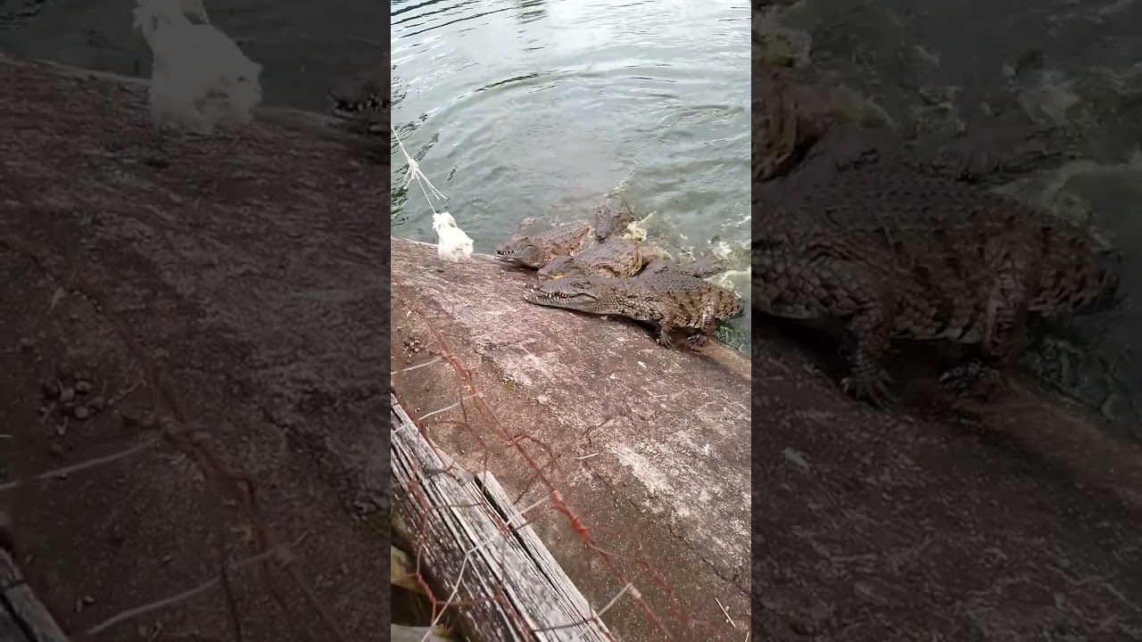 Feeding crocodiles at a crocodile farm #crocodiles #dangerousanimals #reptiles