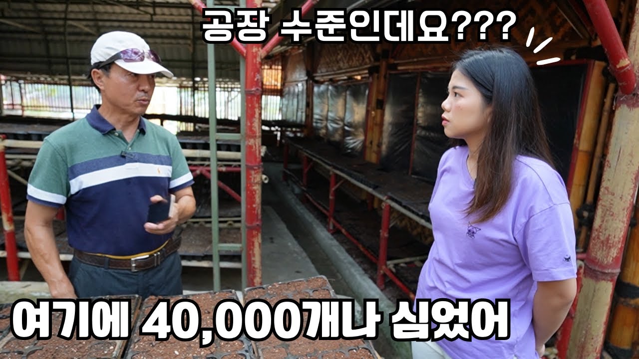 예비 시아버지의 사업장에 터널 만들기 위해 40,000개의 씨앗을 심었습니다!
