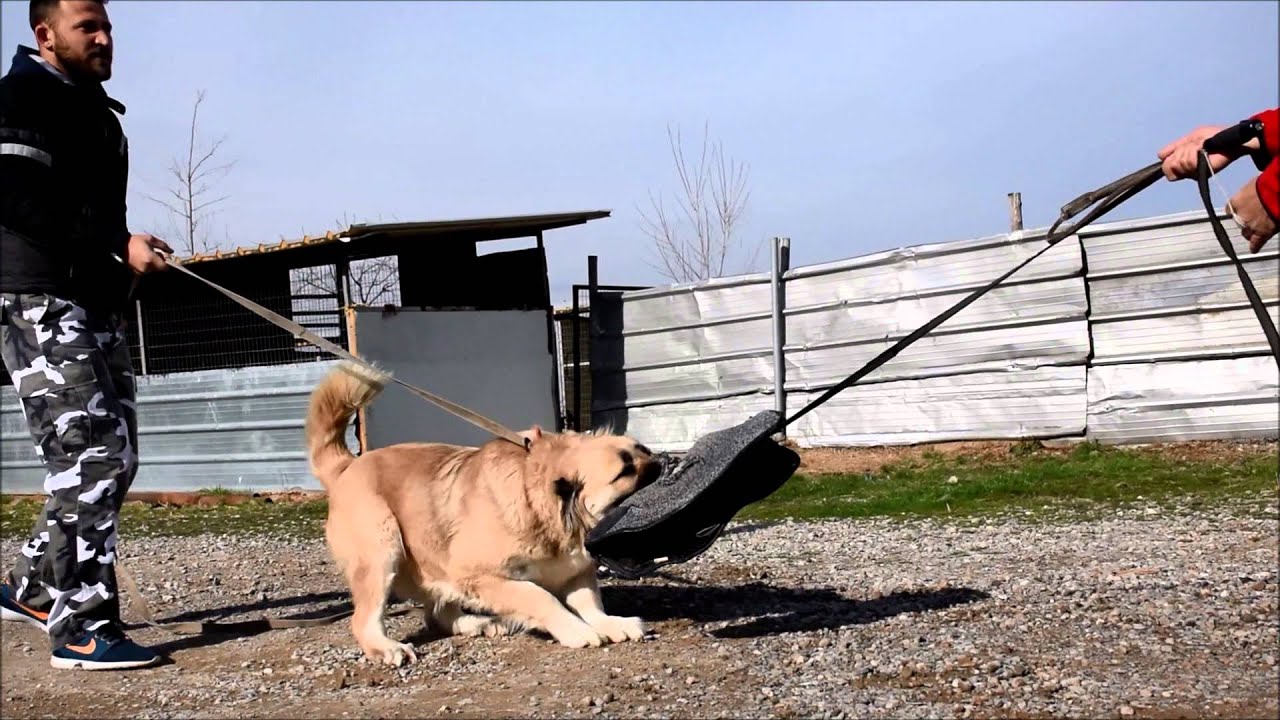 caucasian dogs  fivehills kennel