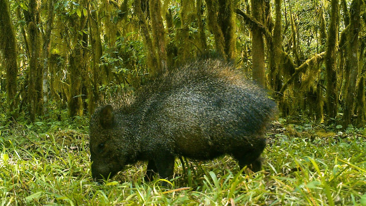 La fauna de nuestros bosques, Tucumán