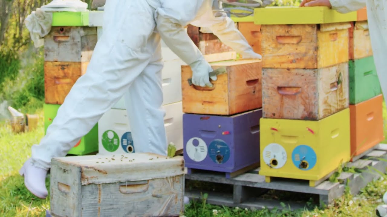 Unhealthy Brood Odour Test
