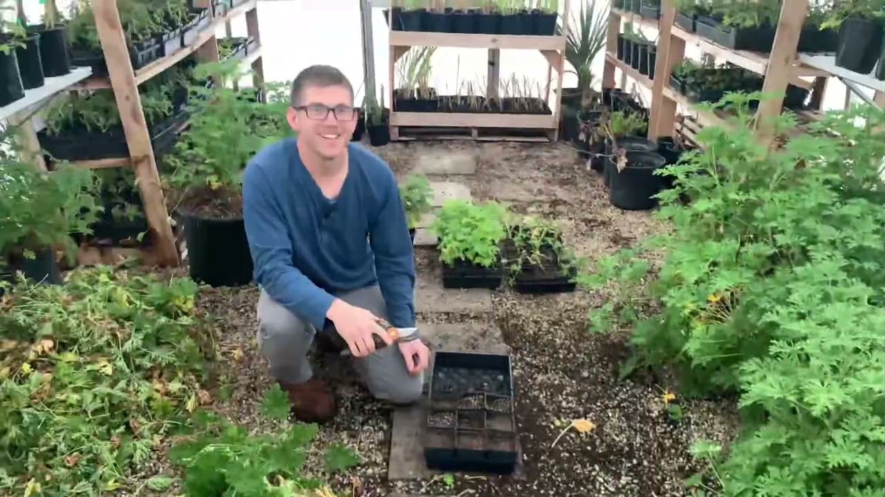 Propagating Citronella Plants