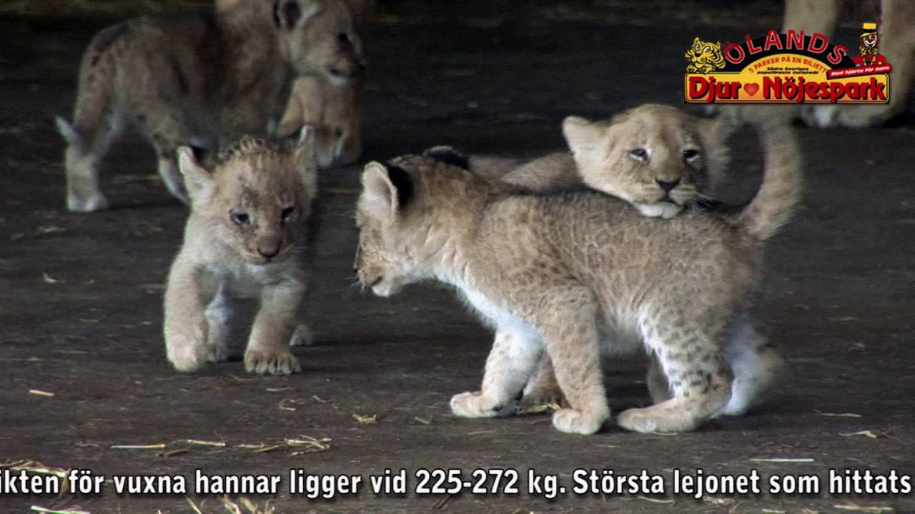 Lejonungar Ölands djur & Nöjespark