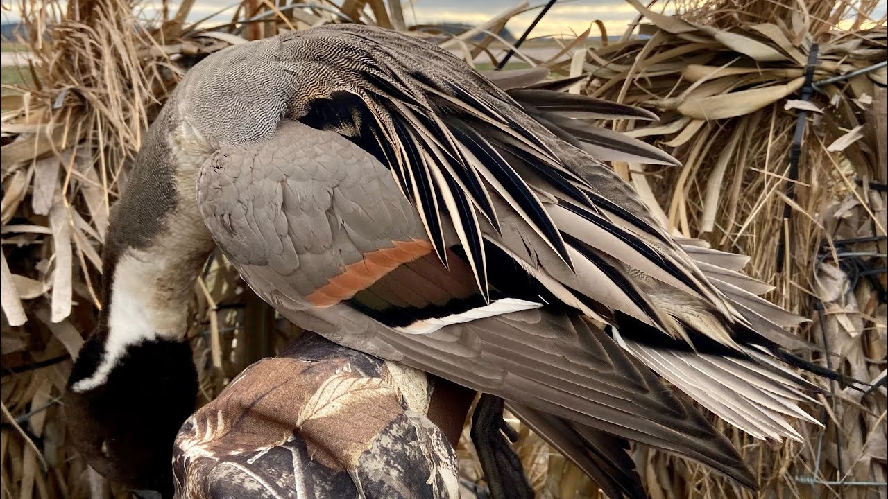 How To Package A Duck For the Freezer Going To A Taxidermist